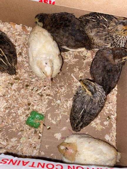 8 Celadon Mix Coturnix Quail - 2.5 Wks Old