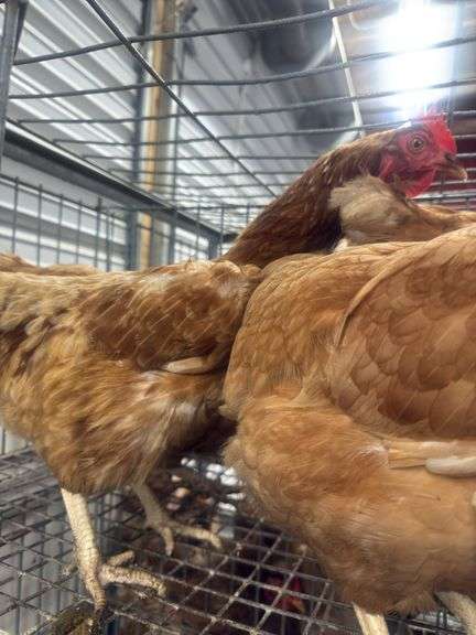 4 ISA Brown Spring Layer Hens