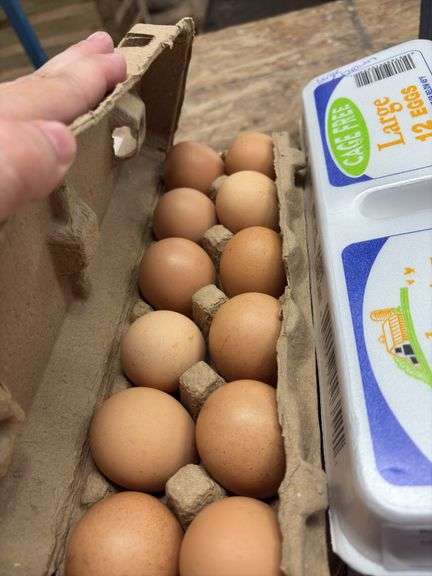 2 Doz Large Brown Eating Eggs