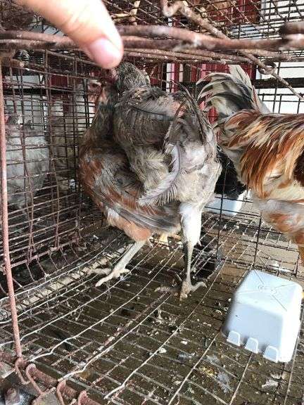 Trio Easter Eggers