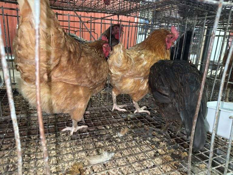 3 Laying Hens