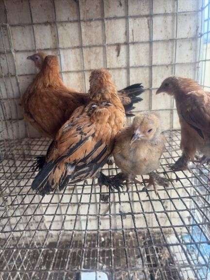 5 Mille Fluer Pullets - 3 Months Old