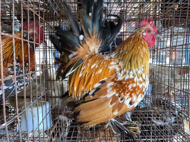 Mille Fluer Duccle Rooster