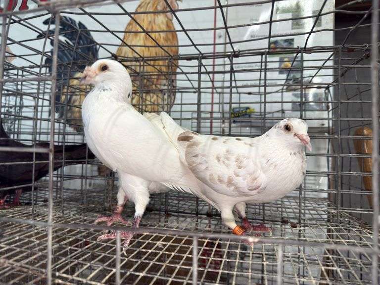 Pair Homing Pigeons