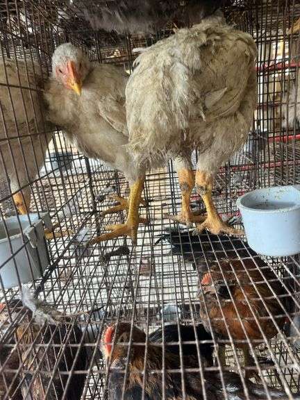 2 Meat Chickens