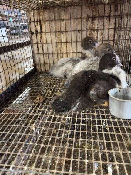 3 Muscovy Ducklings