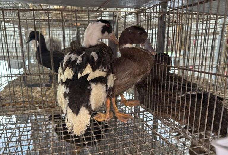 2 Silver Appleyard Hen Ducks