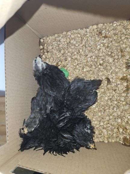 1 Frizzle & 3 Cochin Banties - 4 Wks Old