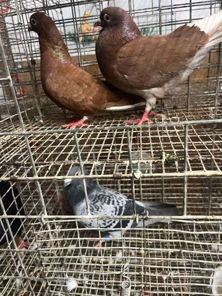 Pair Roller Pigeons