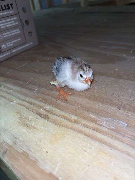 4 Royal Purple Guinea Keets - 1 Wk Old