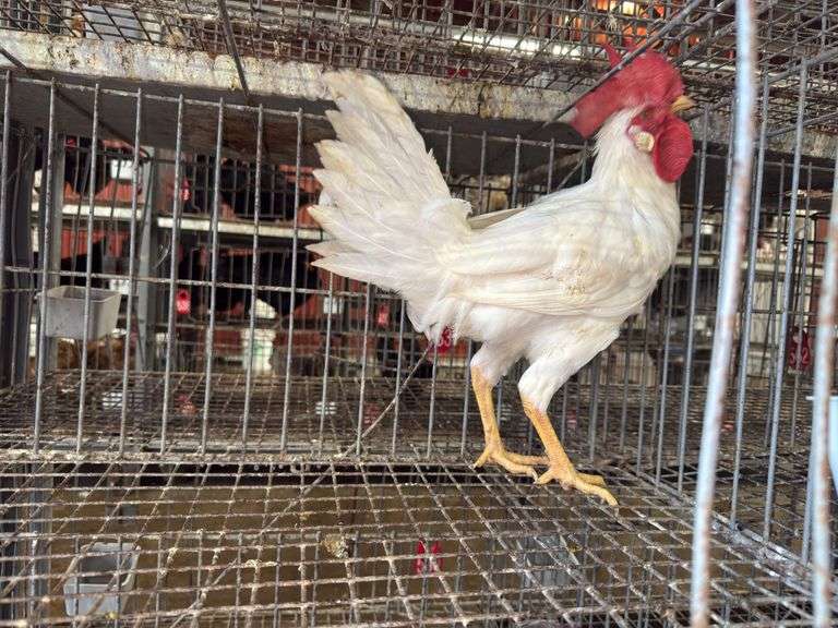 Leghorn Rooster - 3 Months Old