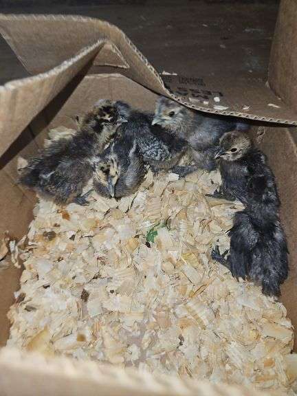 6 Silkie Chicks