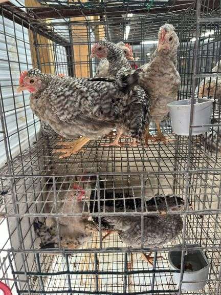 5 Young Cream Legbar/Barred Rock