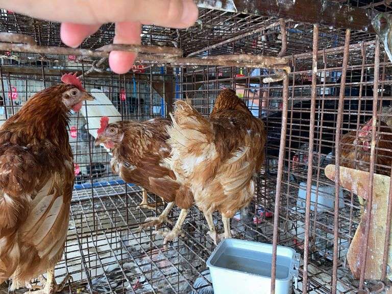 4 Isa Brown Hens