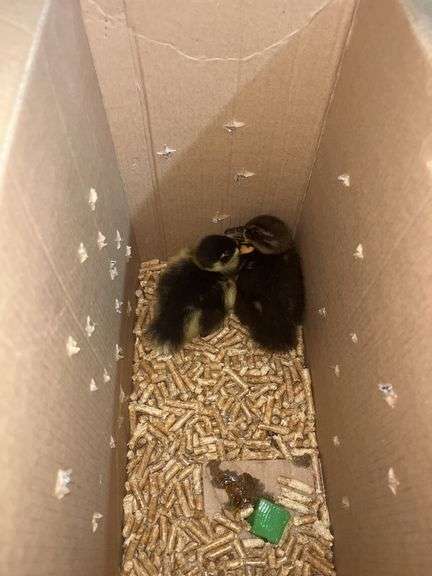 2 Call Ducklings - 1 Butterscotch & 1 Black