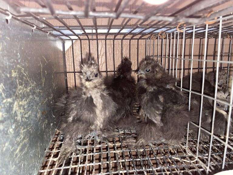 3 Black Bearded Silkie Chicks