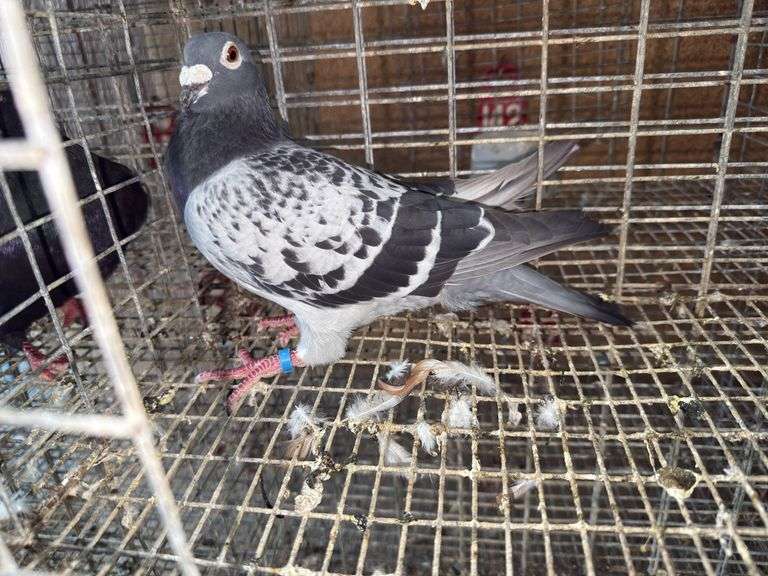 Male Homer Pigeon