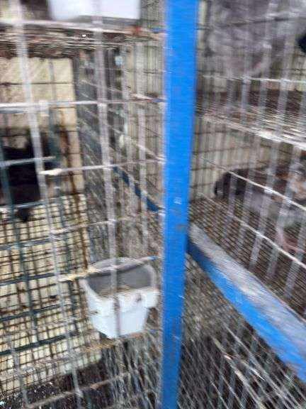 1 Chocolate Silkie & 2 Black Silkies
