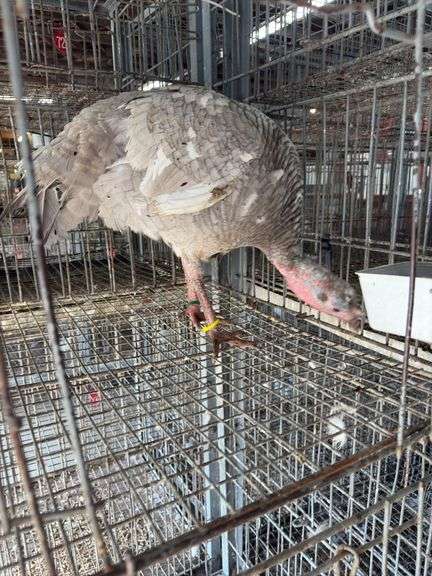 Proven Blue Slate Turkey Hen