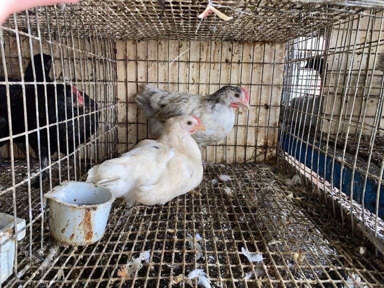 2 Light Brahma Mix Pullets - 7 Wks Old