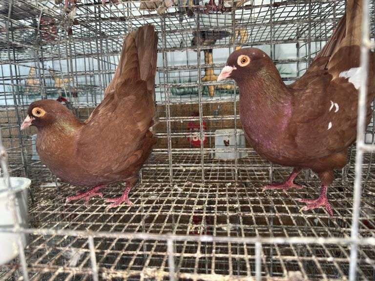 Pair Roller Pigeons