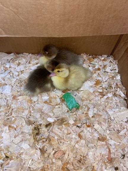 3 Muscovy Ducklings - Hatched Free Range