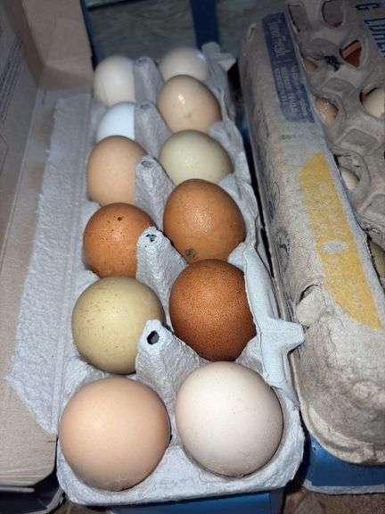 4 Doz Mixed Large/XL Eating Eggs