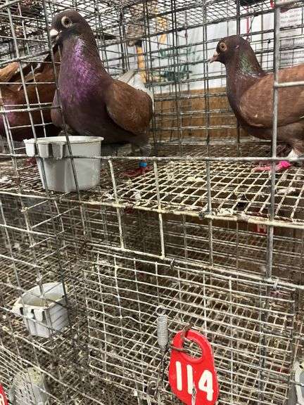 Pair Roller Pigeons