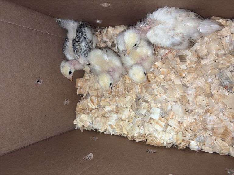 4 Turken Chicks