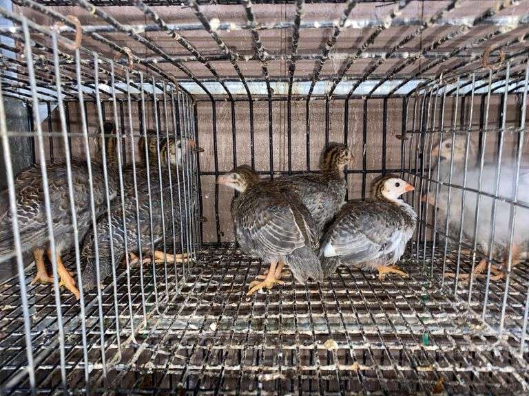 4 Guinea Keets - French Pearl & Pied