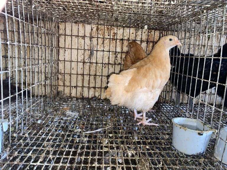 2 Buff Orpington Pullets - 7 Wks Old