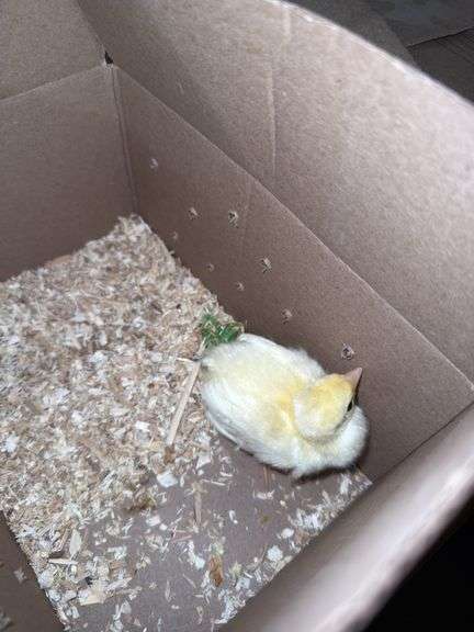 White Peachick