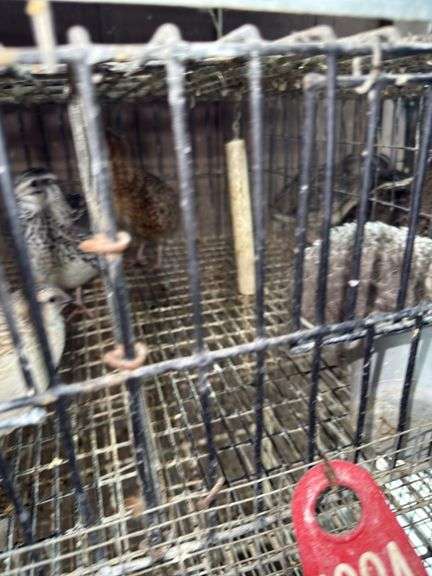 Pair Coturnix Quail