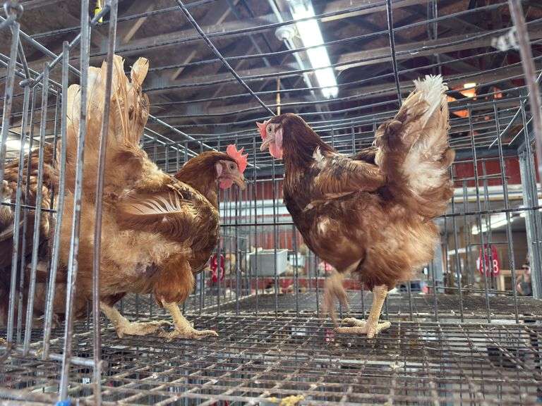 2 Rhode Island Red Hens