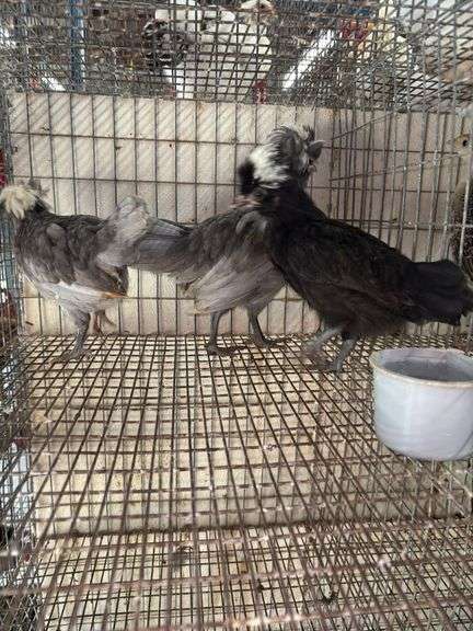3 Polish Pullets - 5 Wks Old