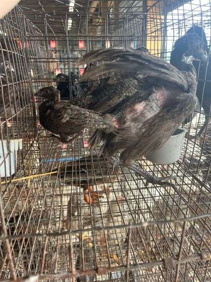 3 Melanistic Ringneck Pheasants w/ Permit