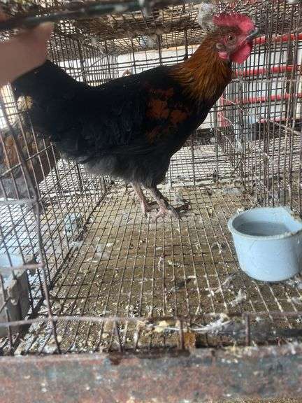 Barnyard Mix Rooster