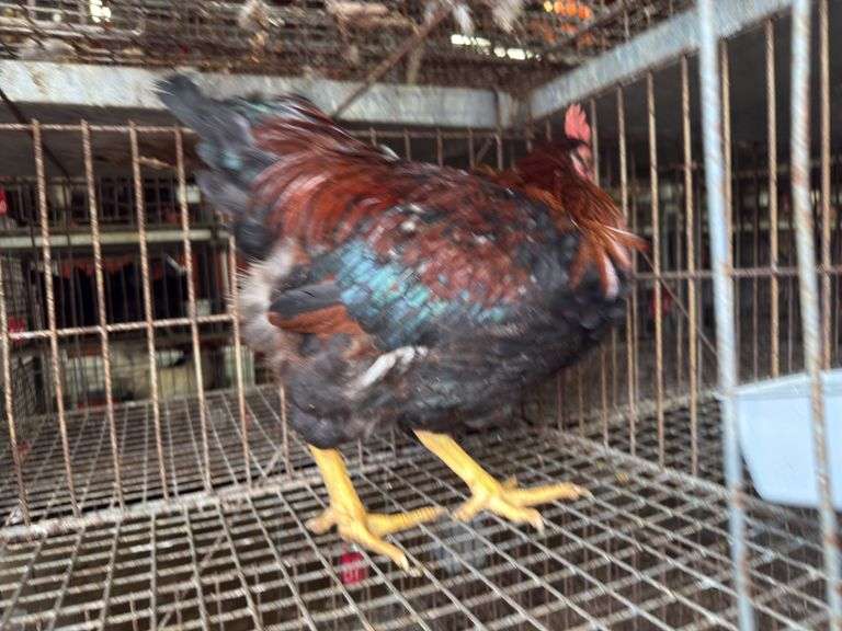 Barnyard Rooster - 3 Months Old