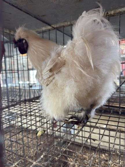 White Silkie Rooster "Olaf"