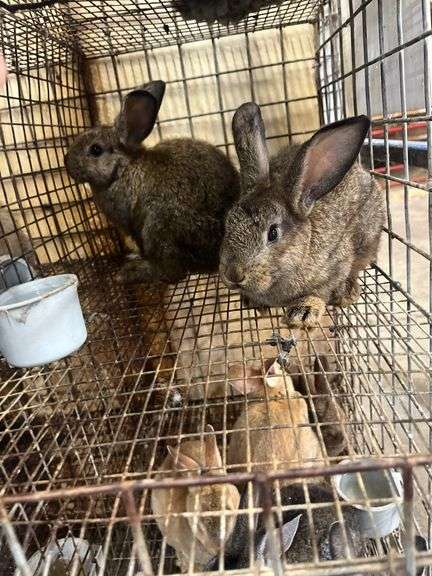 2 Flemish Gaint Bunnies