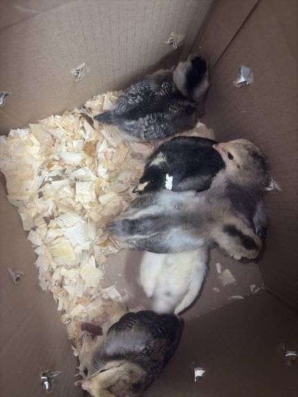 6 White True Blue Chicks