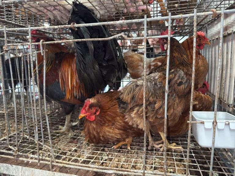 5 Chickens - 1 Rooster 4 Hens