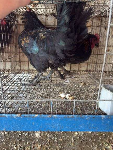 2 Barnyard Mix Cockerels