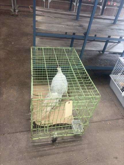 Male Silver Pheasant w/ Cage