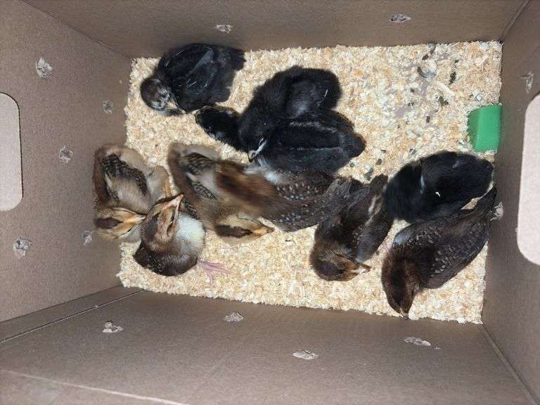 10 Oliver Egger & Wyandotte Pullets