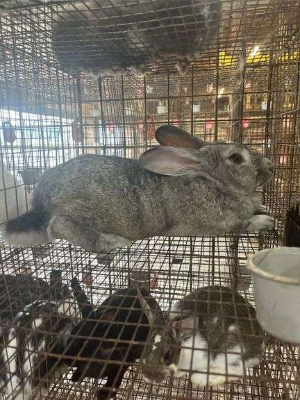 Flemish Giant Buck