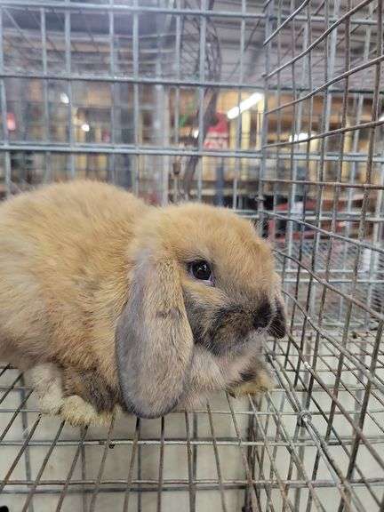 Orange Tort Mini Lop Buck - VM Gene - 8 Wks Old - Very Friendly - Handled By Kids