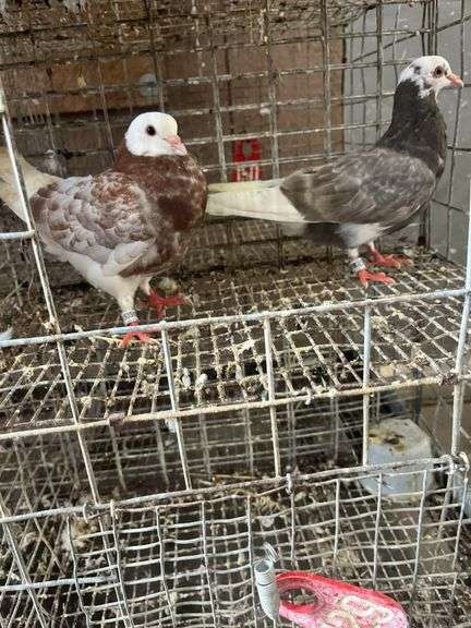 2 Roller Pigeons