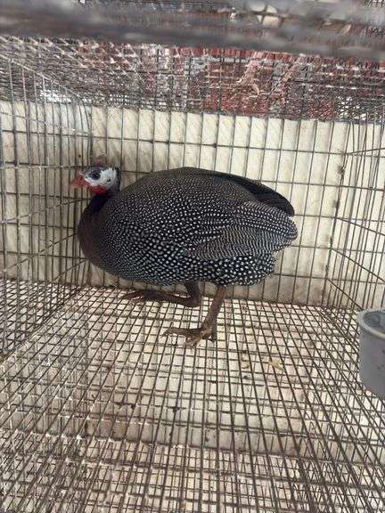 Pearl Guinea Hen