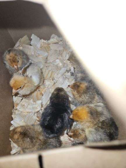 9 Mille Fluer Cross Chicks